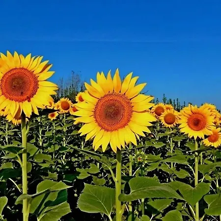 Positano Casa vacanze Torre del Lago Puccini