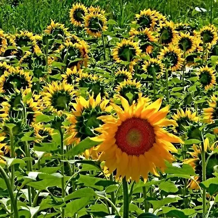 Casa vacanze Positano
